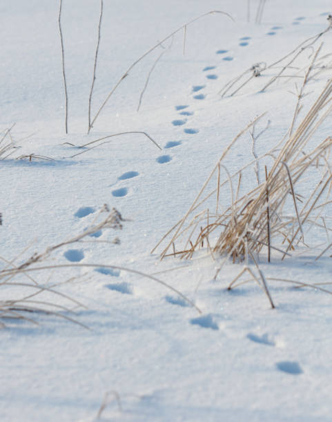 istock A snowy field with a path of footprints leading through it 2182222996