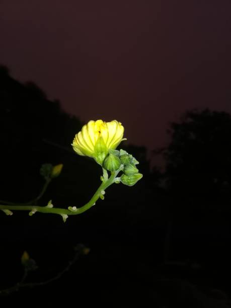 istock The sponge gourd flower view in the dark 2182223659