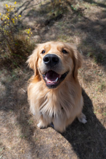 istock Golden Retriever sitting happily on the floor 2182225477