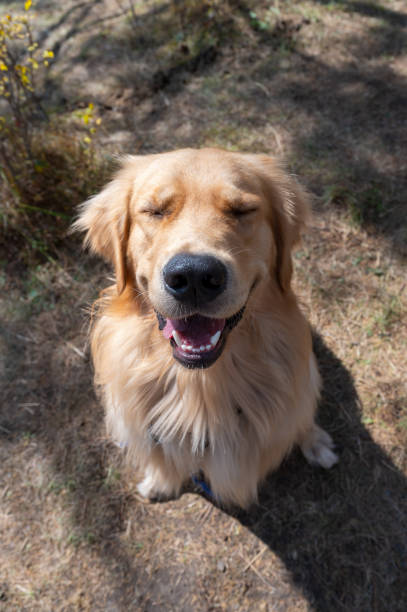 istock Golden Retriever sitting happily on the floor 2182225484
