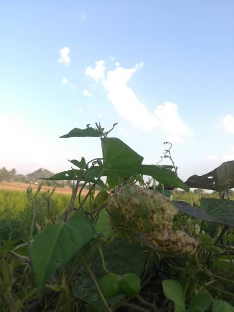 istock The green leaves plant view 2182225514