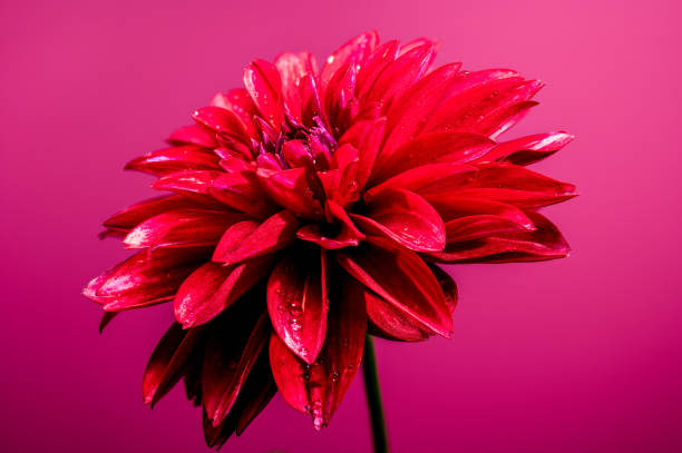 Beautiful blooming red Dahlia on a red background. Flower head close-up