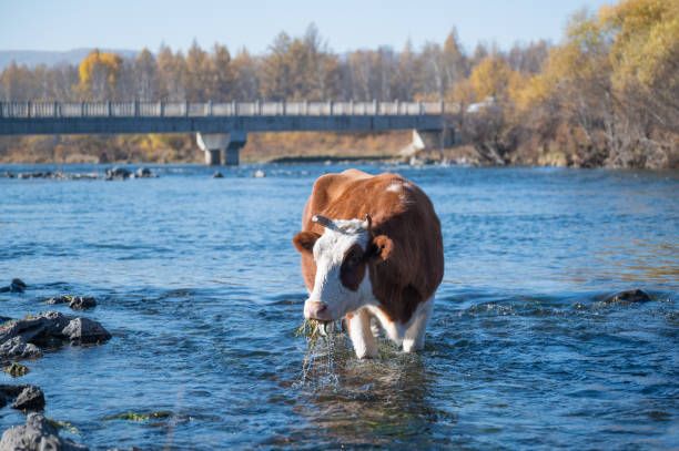 Cow eating watercress in the creek