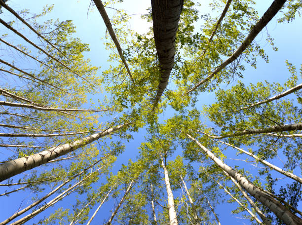 Blue sky and yellow leaves