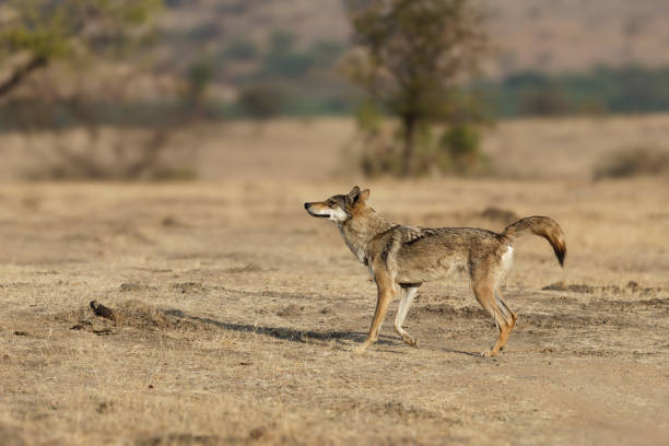 istock Indian Grey wolf in Maharashtra Bhigwan Kumbhargaon 2182226942
