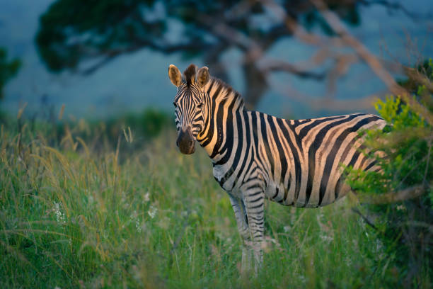 Plains zebra,  common zebra or Burchell's zebra (Equus quagga) standing in long grass with early morning light shining on it. KwaZulu Natal. South Africa