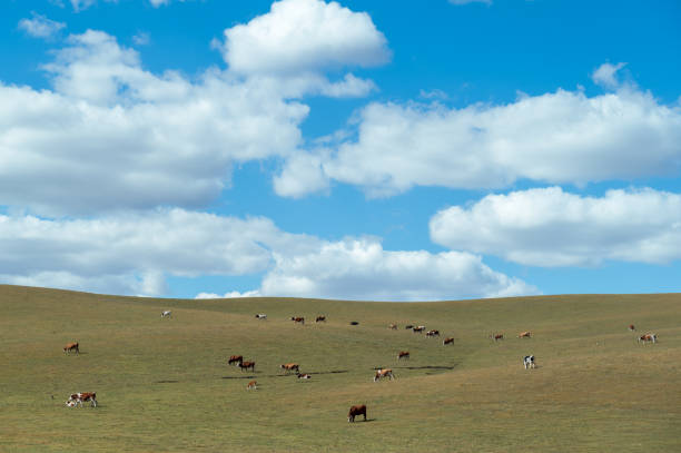 istock The Cattle on the Prairie 2182228485