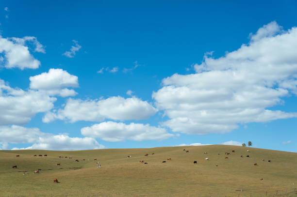istock The Cattle on the Prairie 2182228492