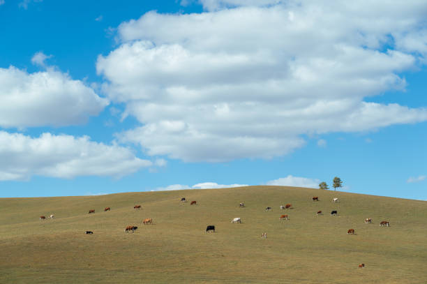 istock The Cattle on the Prairie 2182228494