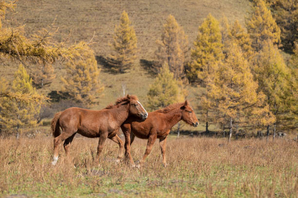 istock Two ponies playing in the meadow. 2182228524