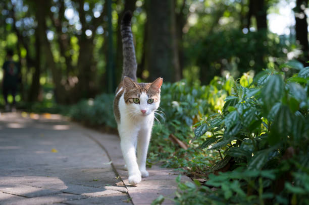 istock Cat walks in the park 2182228535