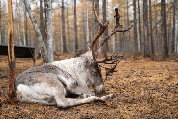 istock Reindeer resting on the ground in the woods. 2182228565