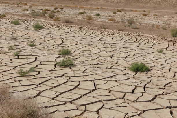 Dry cracked earth. Green grass on cracked earth. global warming, climate change.