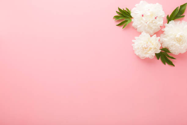 istock Fresh beautiful soft white peony flowers with green leaves on light pink table background. Pastel color. Closeup. Empty place for inspirational text, lovely quote or positive sayings. Top down view. 2182230381