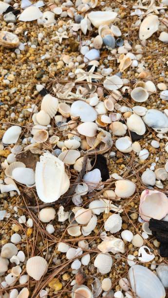 istock Broken Seashells Stock Photo 2182231586