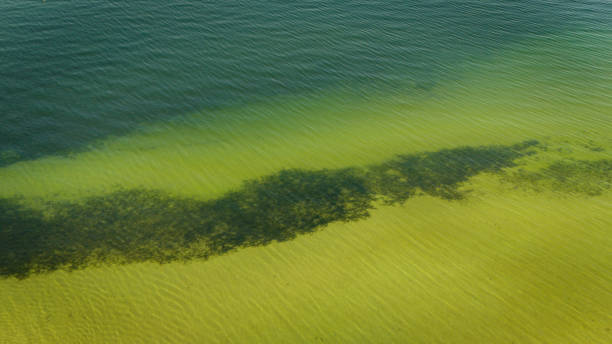 istock Aerial View of Vibrant Green Waters and Algae Patterns 2182232125