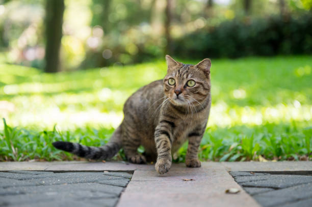 istock Cat sitting on the ground in the park 2182232160
