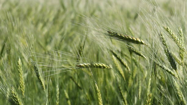 istock Wheat field and ears of wheat 2182233143