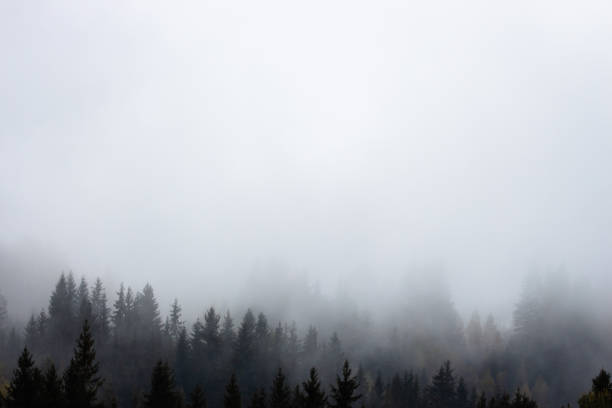 Foggy forest with pine trees in the mountains with copy space. Mist in autumn mountains. Tranquil scene of foggy landscape. Amazing Carpathian mountsins in autumn. Moody misty woods. Mountain forest covered with clouds.