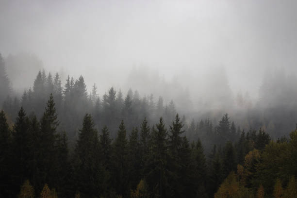 Foggy forest with pine trees in the mountains with copy space. Mist in autumn mountains. Tranquil scene of foggy landscape. Amazing Carpathian mountsins in autumn. Moody misty woods. Mountain forest covered with clouds.