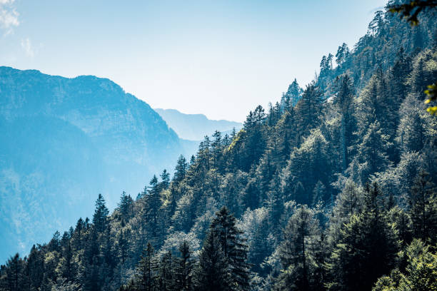 A captivating view of forested mountain slopes illuminated by soft sunlight, leading into a misty valley beyond. The gradient of green trees against the hazy blue backdrop offers a serene and picturesque landscape. Perfect for showcasing the beauty of untouched nature and alpine wilderness.