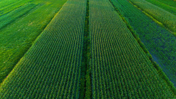Free Stock Photo of Aerial View of a Vast Field of Crops | Download ...
