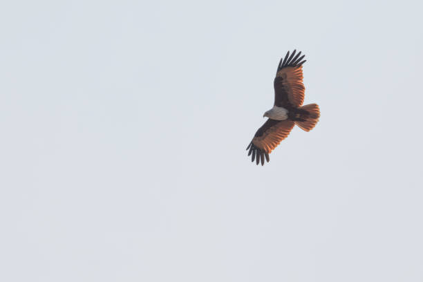 istock Brahmini Kite in clight closeup shot against sky 2182234928