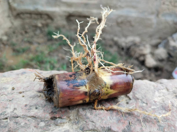 istock sugarcane seedling roots removing from soil, Sugarcane seedlings are prepared in nurseries ( Saccharum officinarum ) 2182236308
