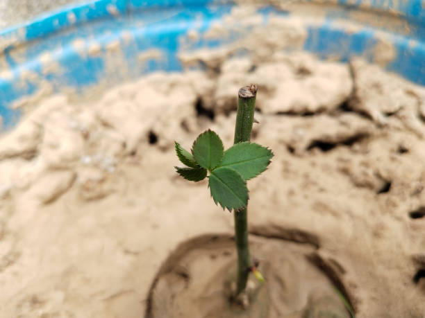 istock Rose plant branch planted in Bucket 2182236485