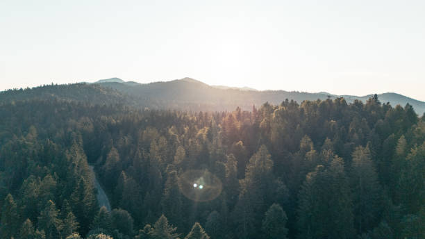 istock AERIAL Spruce forest in the sunset 2182239503