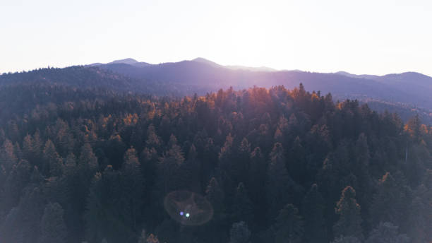 istock Sunrise Over a Serene Evergreen Forest 2182239523