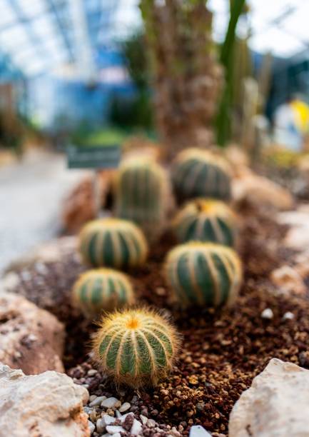 Close-up of golden barrel cactus with spiky texture, surrounded by green desert plants, thriving in an arid environment.