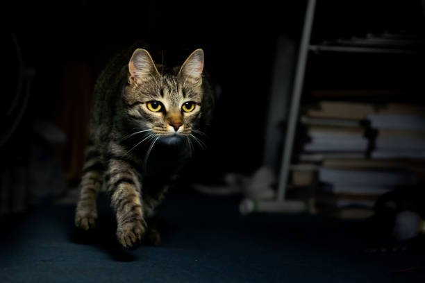 Grey tabby cat running with its yellow eyes and dilated pupils fixed on the prey, whiskers held forward, ready to attack, paws in the air. Interestingly lit image with the cat highlights brightly lit while the background and fur remain black, chiaroscuro, high contrast, artistic