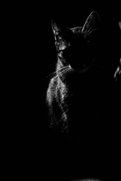 istock Black and white high contrast backlit cat 2182243158
