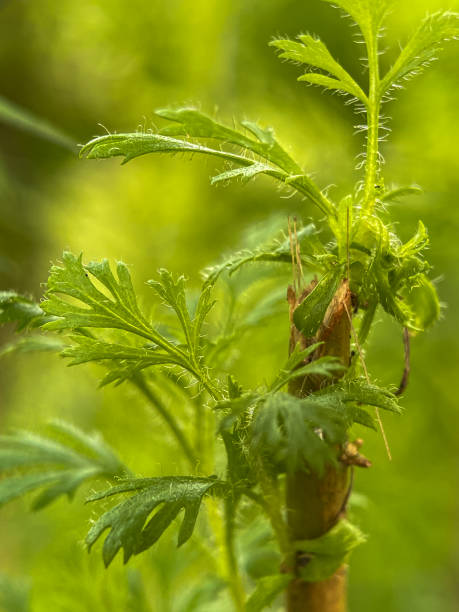istock Close-up of wild flowers 2182243567