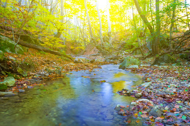 small river flow through the mountain canyon covered by red dry leaves