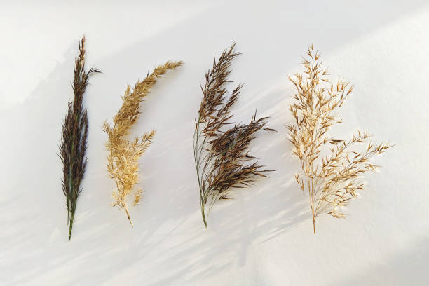 istock Four types of dried pampas grass arranged on white background 2182249141