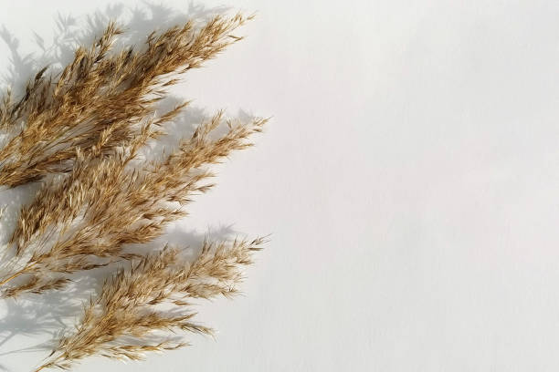 istock Cluster of dried grass stems arranged on the left side of white background 2182249145