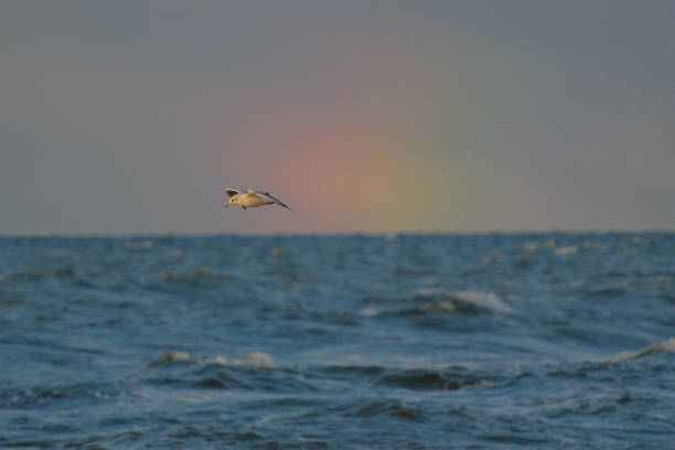 a seagull flying over the Baltic Sea, a rainbow in the background