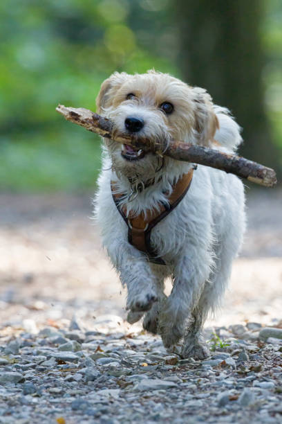 istock Jack russel terrier play with a stick 2182251458