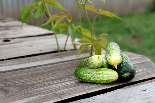 A group of fresh beautiful young cucumbers on a wooden table against a background of lush green leaves. Harvesting cucumbers in a greenhouse.
