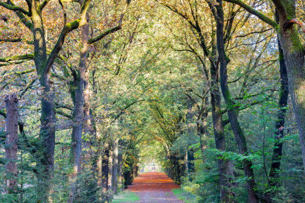 Path through the Evertsbos forest in sutumn in Drenthe, Netherlands