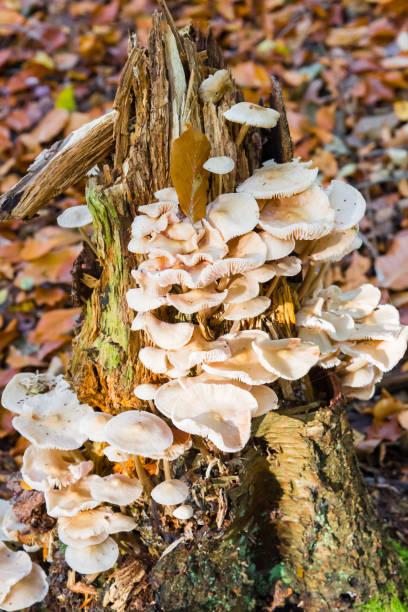 istock Mushrooms growing on a tree trunk in Evertsbos 2182252446