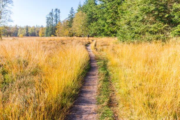 Walking path on the heather fields of Evertsbos, Netherlands