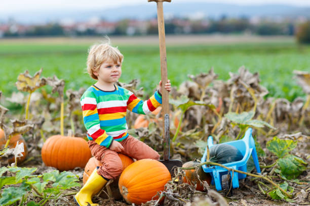 Adorable little kid boy picking pumpkins on Halloween pumpkin patch. Child playing in field of squash. Kid pick ripe vegetables on a farm in Thanksgiving holiday season. Family having fun in autumn.