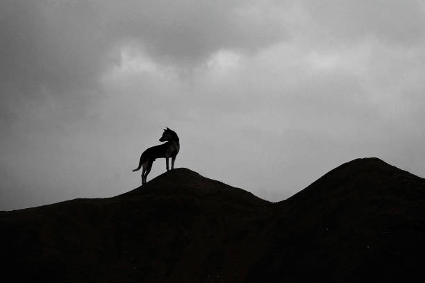istock A lonely dog on trail 2182253698