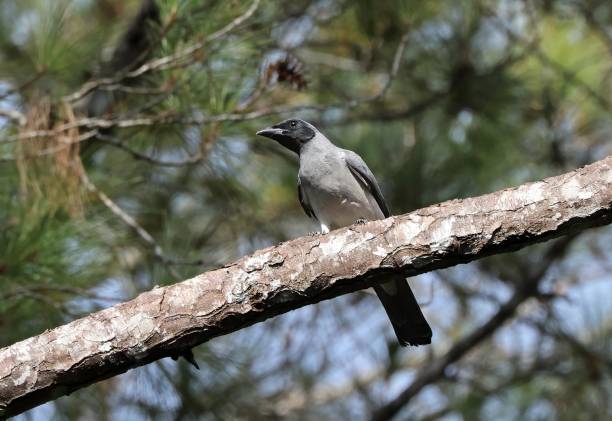 istock Wallacean Cuckoo-shrike 2182253744