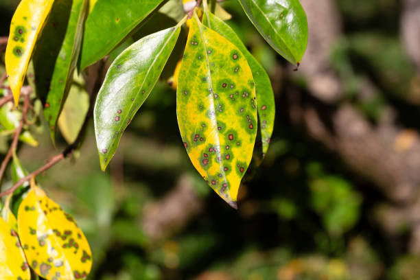 istock Autumn leaves from the Persimmon tree 2182255346