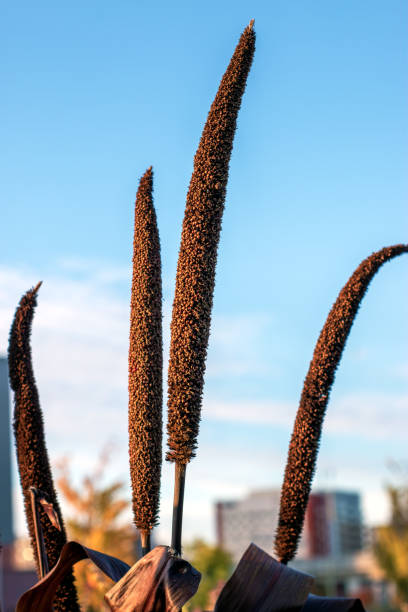 Photo of a Pearl millet