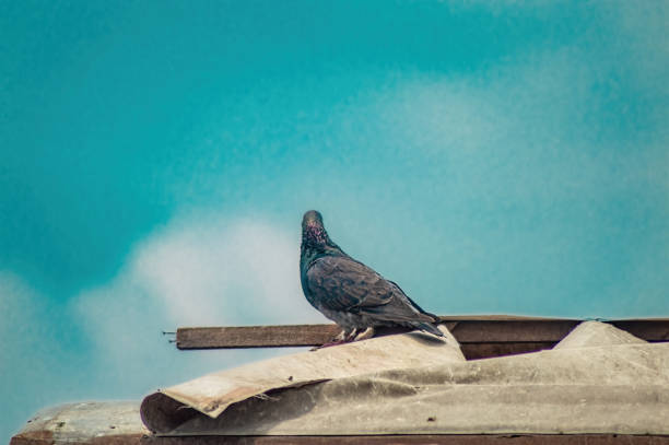 A pigeon perched on a rooftop against a clear blue sky. This image is perfect for urban wildlife, nature, and birdwatching themes